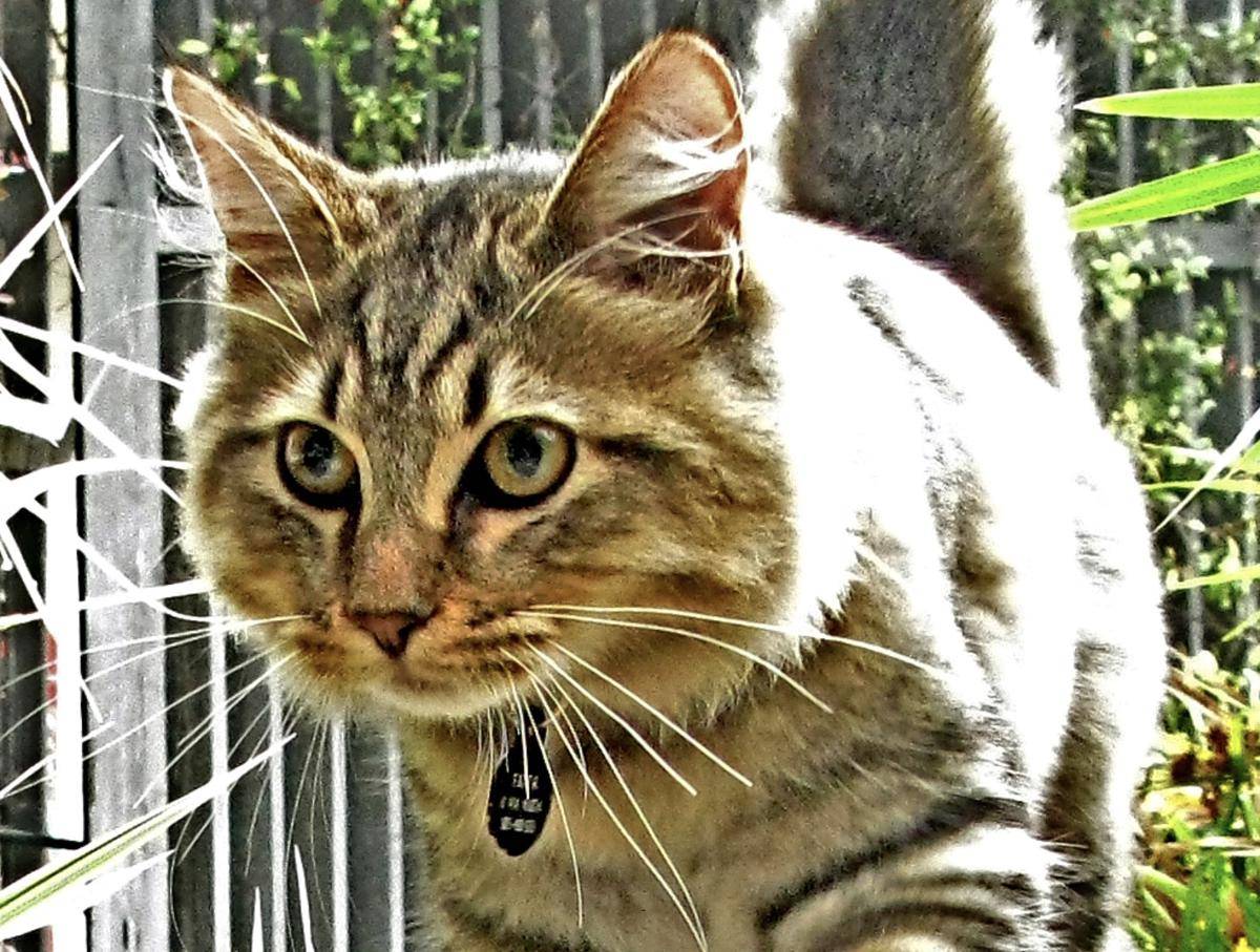 kucing American bobtail (commons.wikimedia.org/torbakhopper)