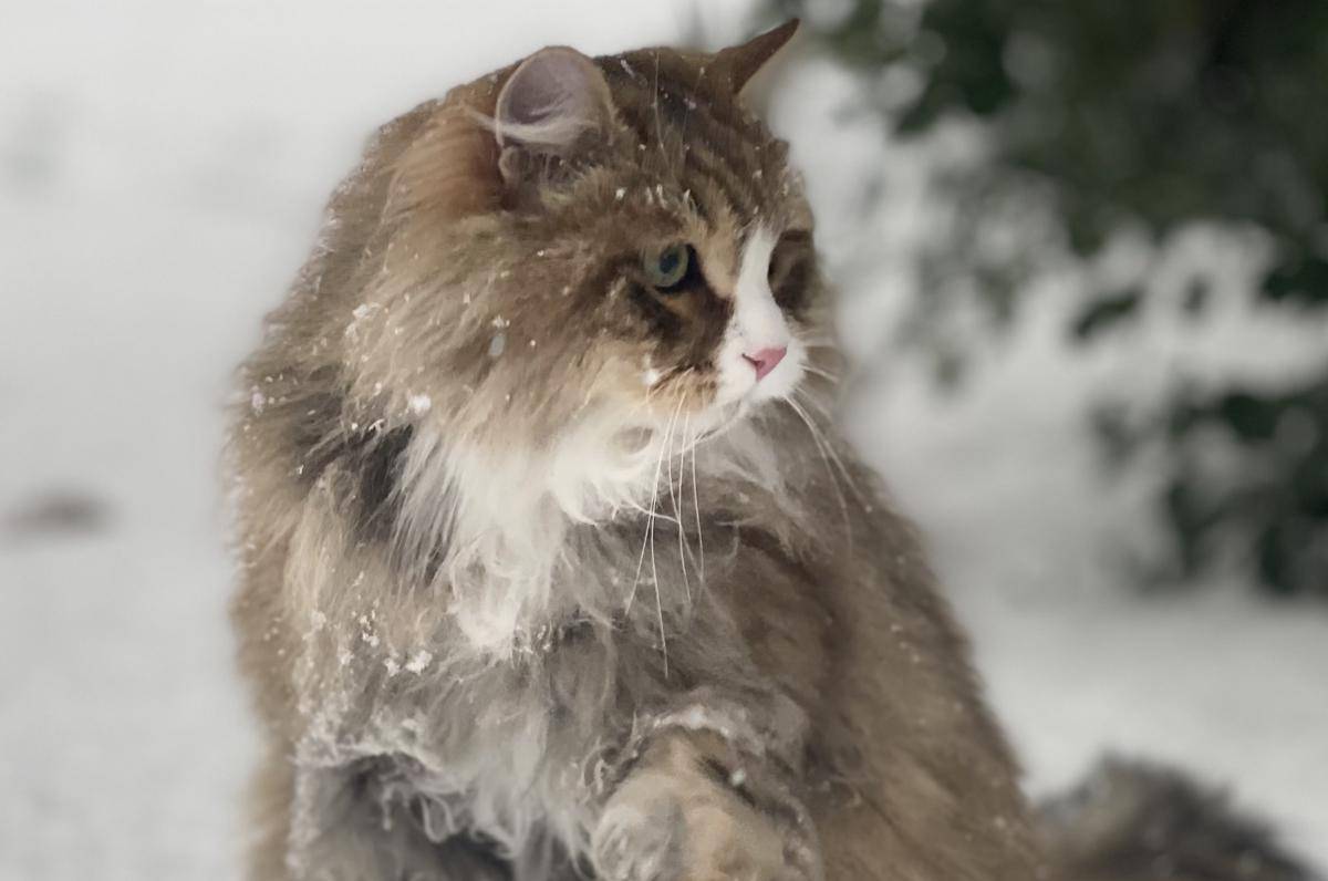 kucing ras siberia (commons.wikimedia.org/Bop34)