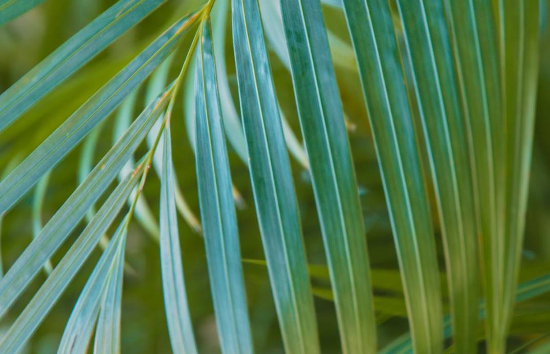 ilustrasi daun kelapa (pexels.com/Jess Loiterton)