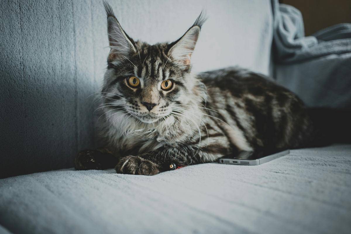 ilustrasi kucing maine coon (unsplash.com/SergeiWing)