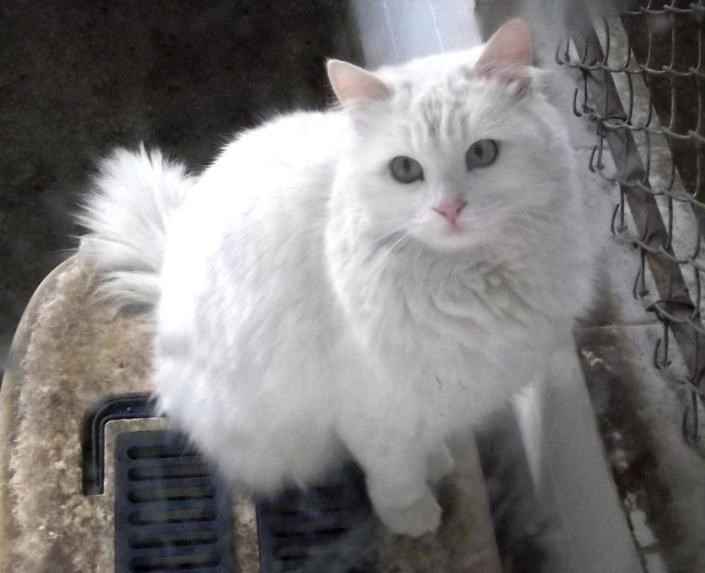 Turkis angora (commons.wikimedia.org/Ankarakediler)