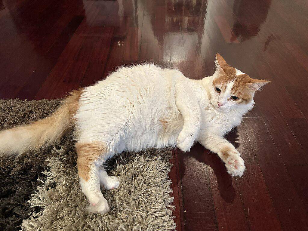 Turkish van (commons.wikimedia.org/GabrialAlvarez)