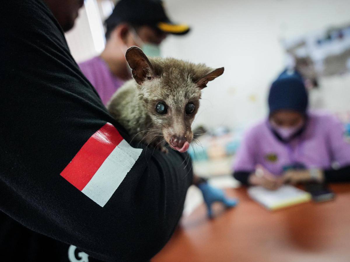 Sterilisisasi kucing jantan lokal di Jakbar