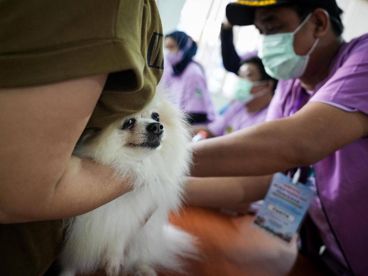 Sterilisisasi kucing jantan lokal di Jakbar