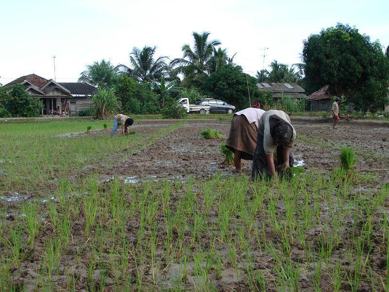 Sektor pertanian padi di Kabupaten PPU 