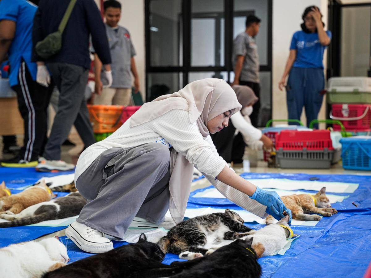 Sterilisisasi kucing jantan lokal di Jakbar