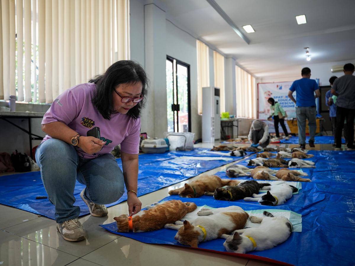 Sterilisisasi kucing jantan lokal di Jakbar