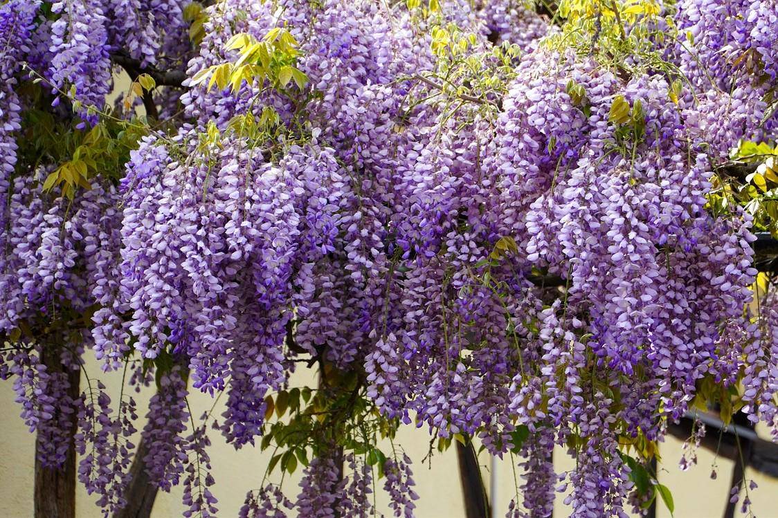 Menarik Wisteria