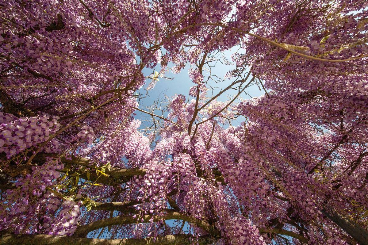 Menarik Wisteria