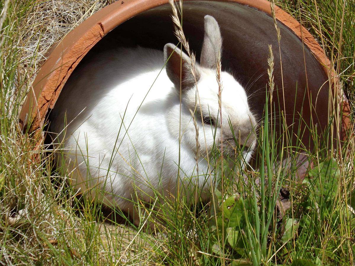 Kelinci Flemish Giant