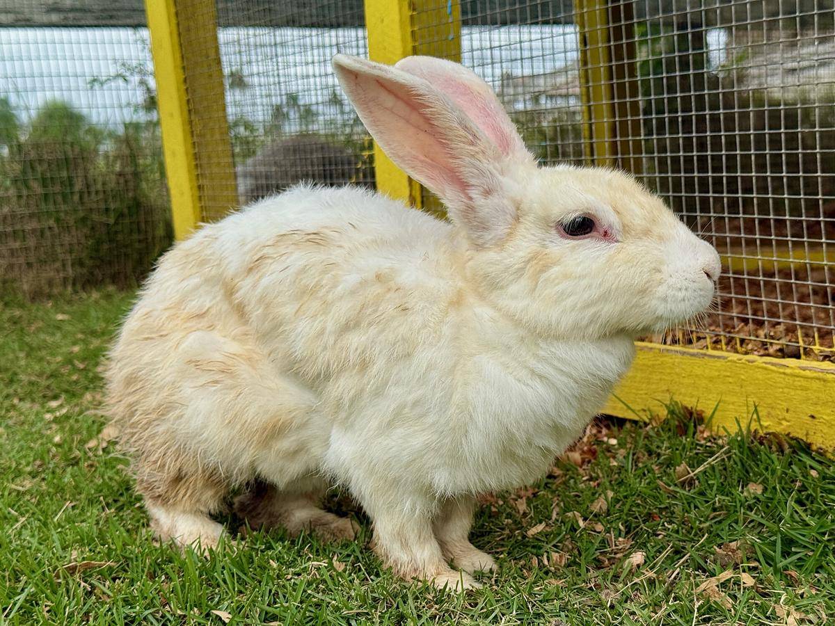 Kelinci Flemish Giant