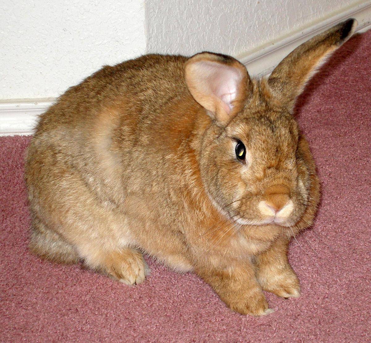 Kelinci Flemish Giant