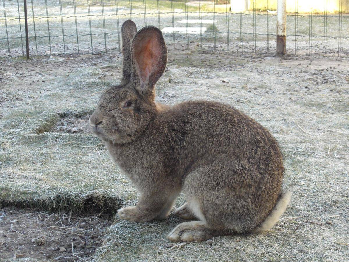 Kelinci Flemish Giant