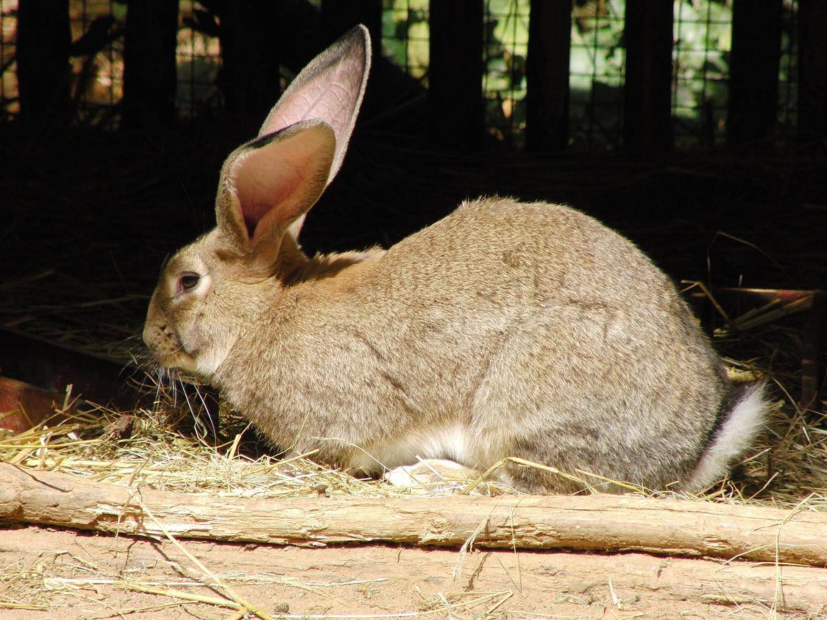 Kelinci Flemish Giant