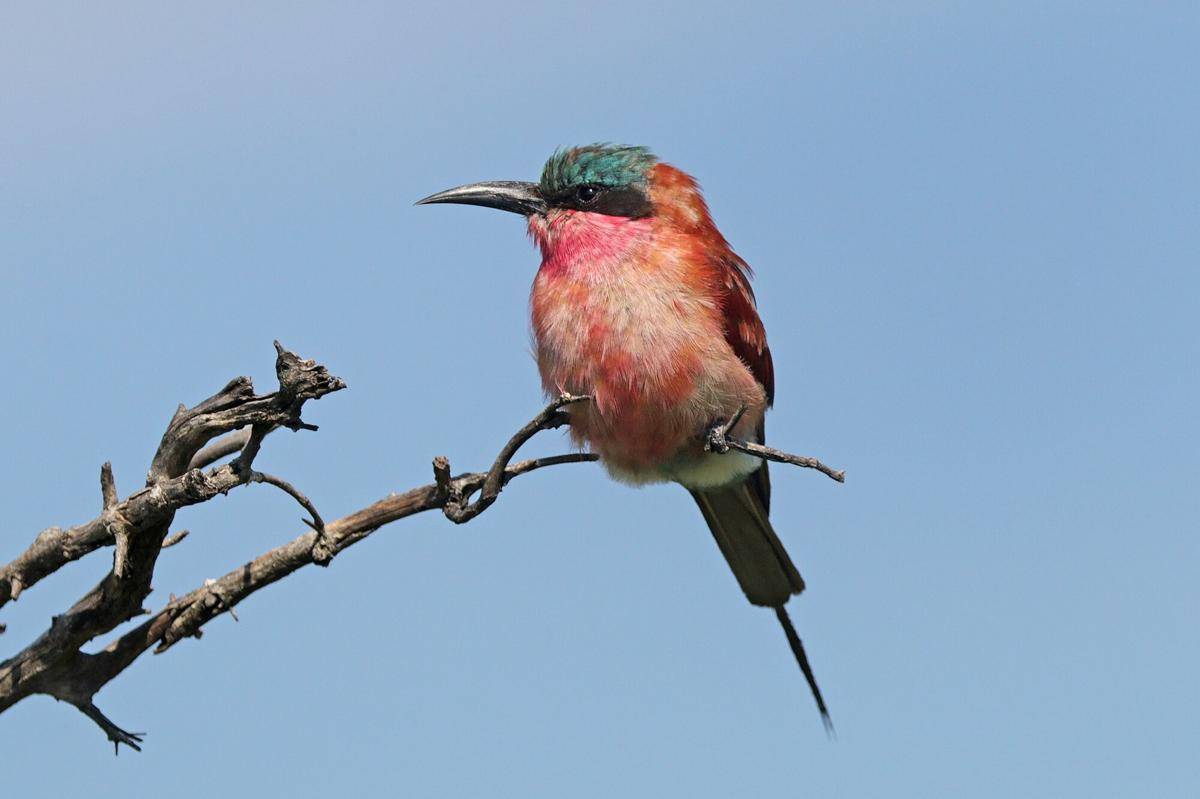 Southern Carmine Bee-eater