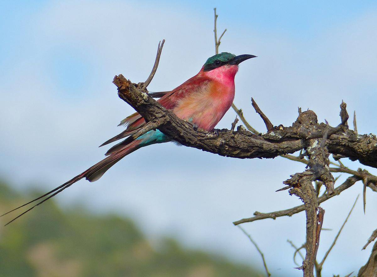 Southern Carmine Bee-eater