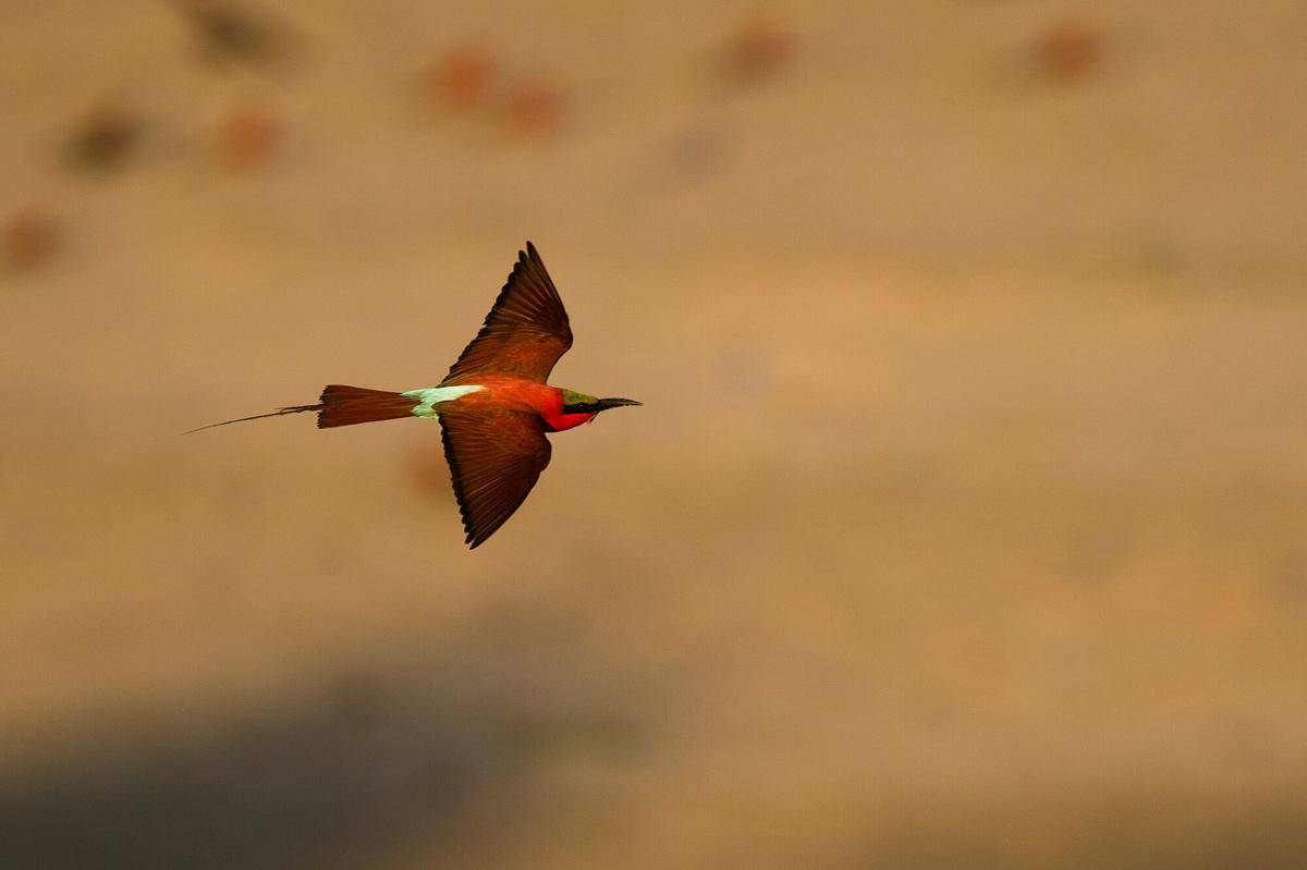 Southern Carmine Bee-eater