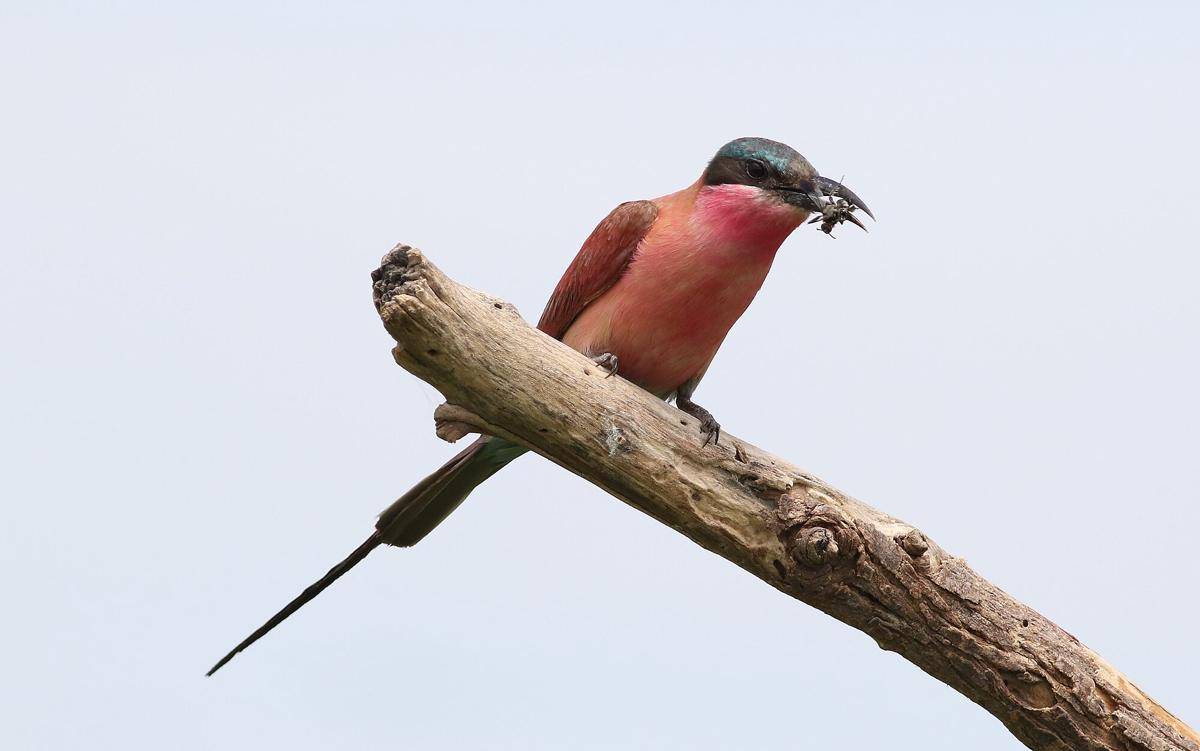 Southern Carmine Bee-eater