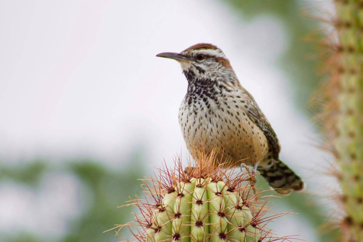 ilustrasi burung cactus wren