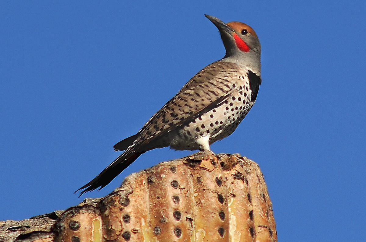 ilustrasi gilded flicker