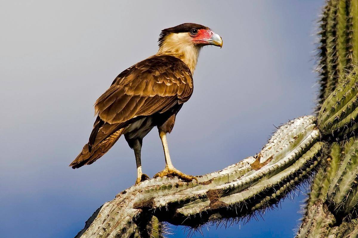 ilustrasi caracara jambul utara