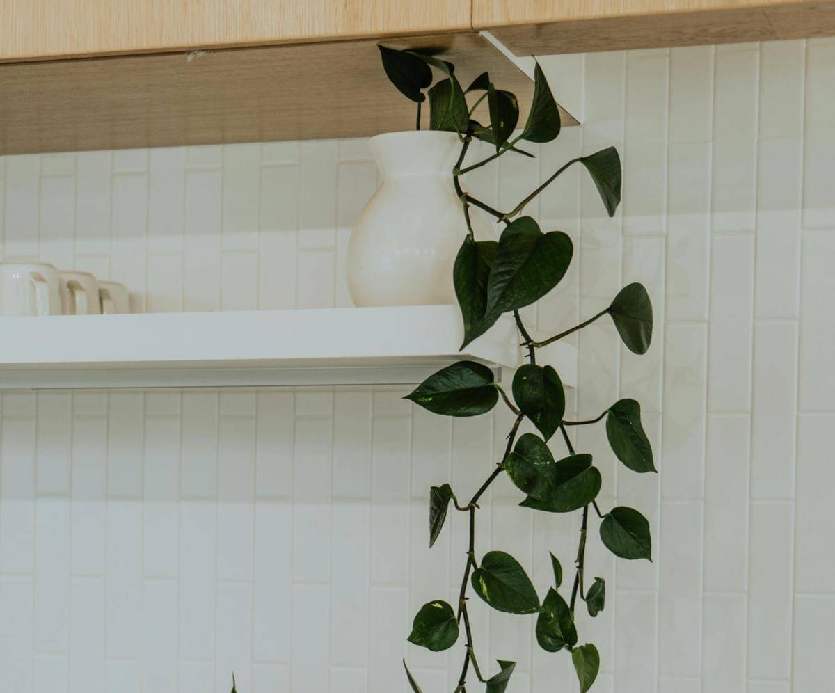 ilustrasi sirih gading di dekat dinding