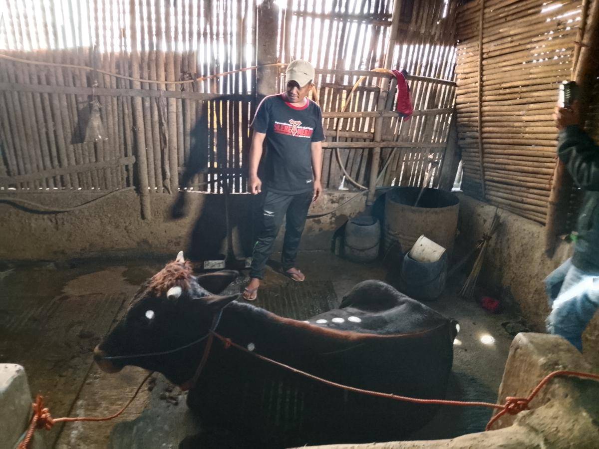 Dua ekor sapi Dedi Prima Ardani di Desa Bogoarum Plaosan terjangkit PMK. IDN Times/Riyanto.