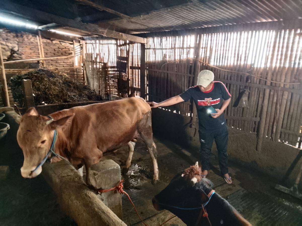 Dua ekor sapi Dedi Prima Ardani di Desa Bogoarum Plaosan terjangkit PMK. IDN Times/Riyanto.