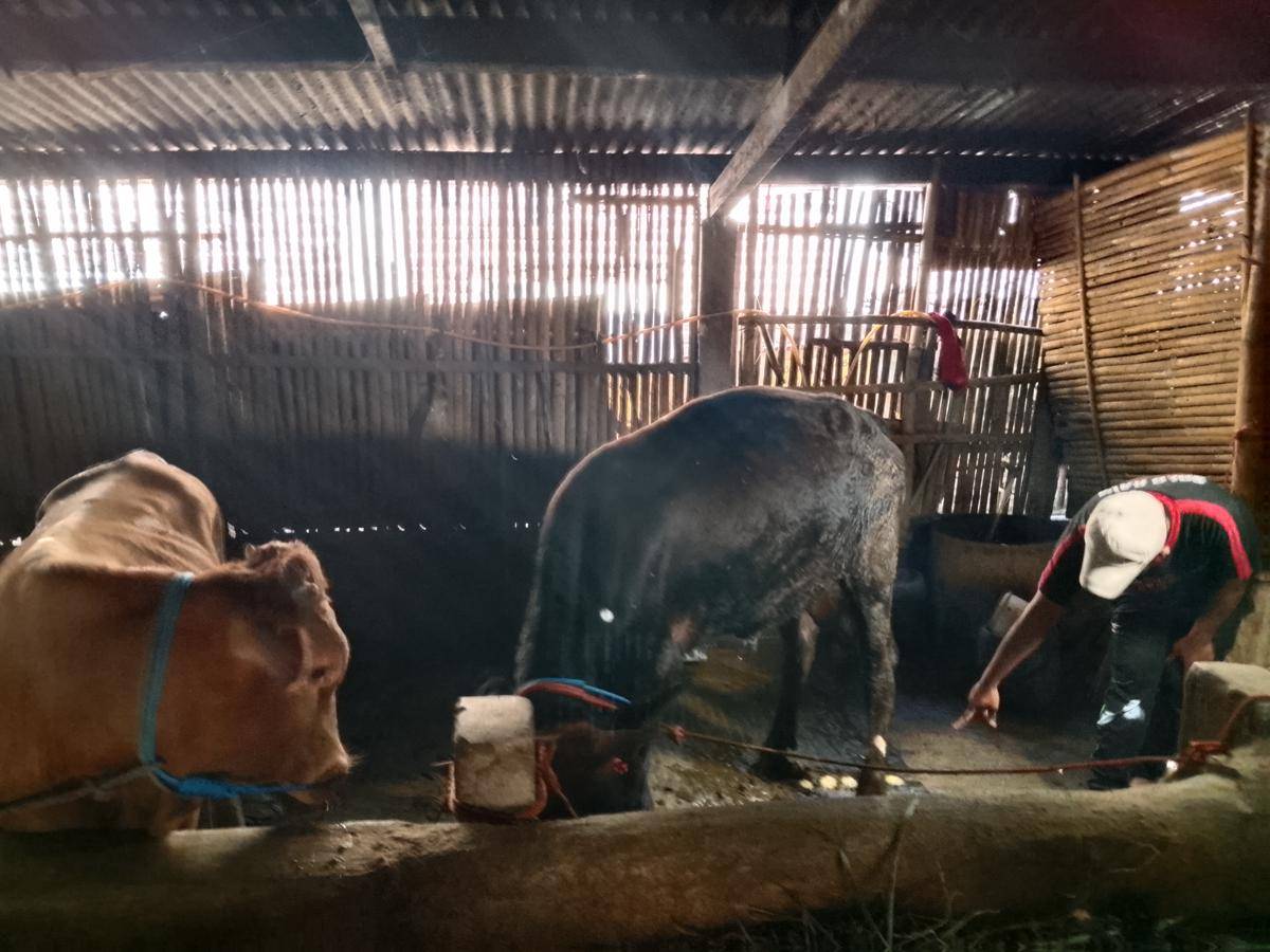 Dua ekor sapi Dedi Prima Ardani di Desa Bogoarum Plaosan terjangkit PMK. IDN Times/Riyanto.