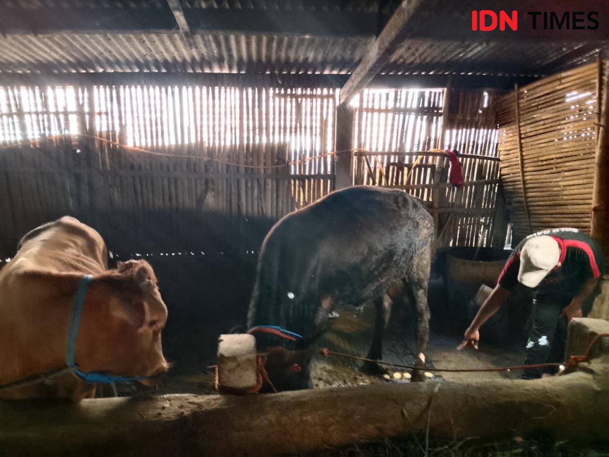 Dua ekor sapi Dedi Prima Ardani di Desa Bogoarum Plaosan terjangkit PMK. IDN Times/Riyanto.