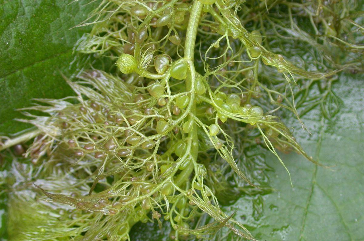 Bladderwort