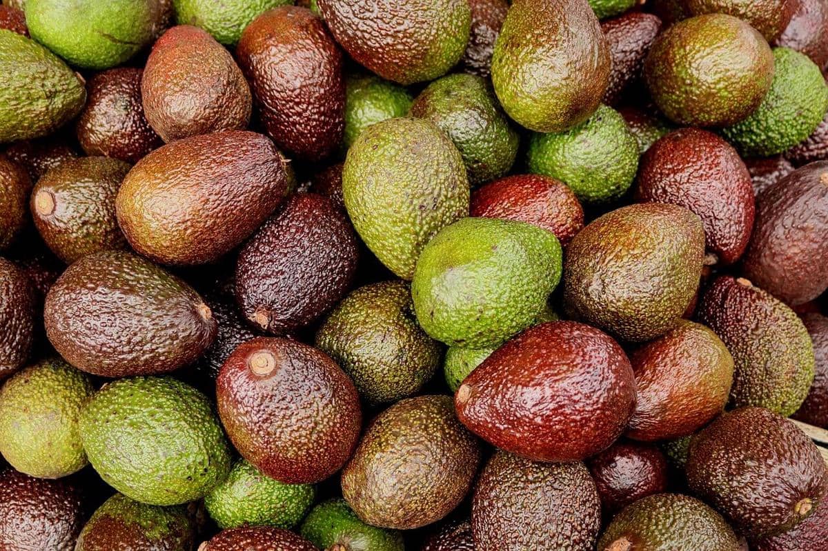 ilustrasi buah alpukat