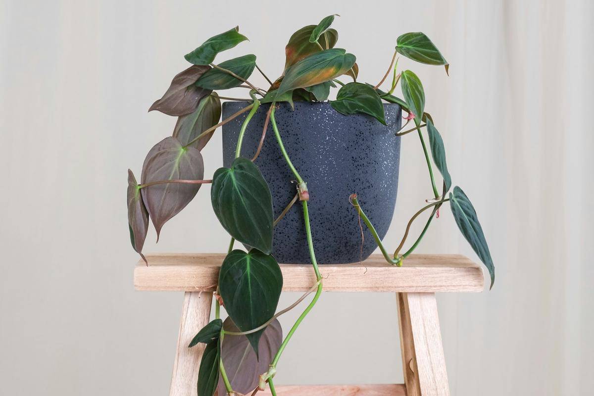 ilustrasi tanaman philodendron micans 