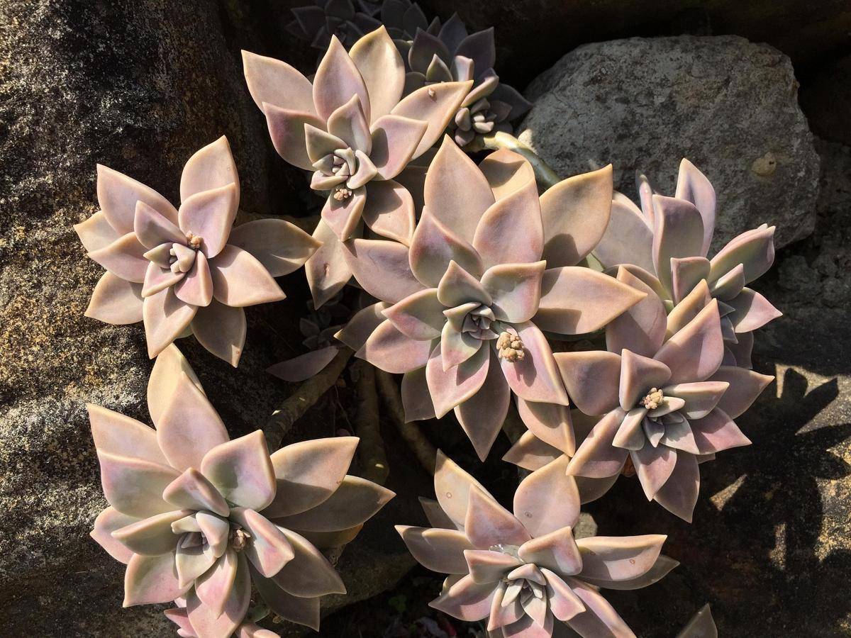 ilustrasi graptopetalum paraguayense (pixabay.com/himajin)