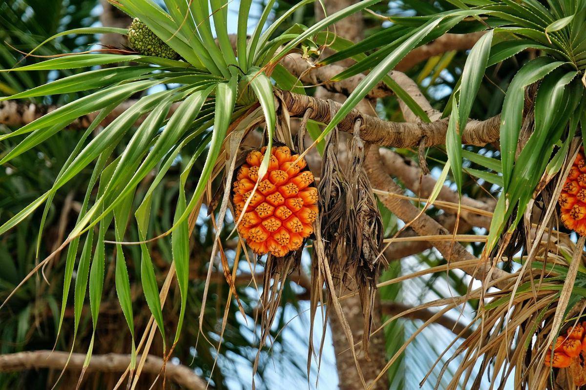Buah Hala