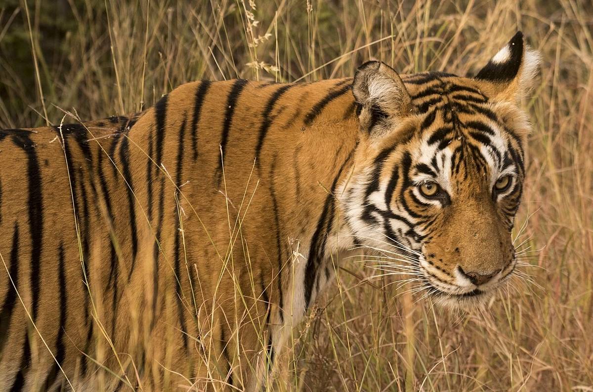 harimau (commons.wikimedia.org/Srikaanth Sekar)