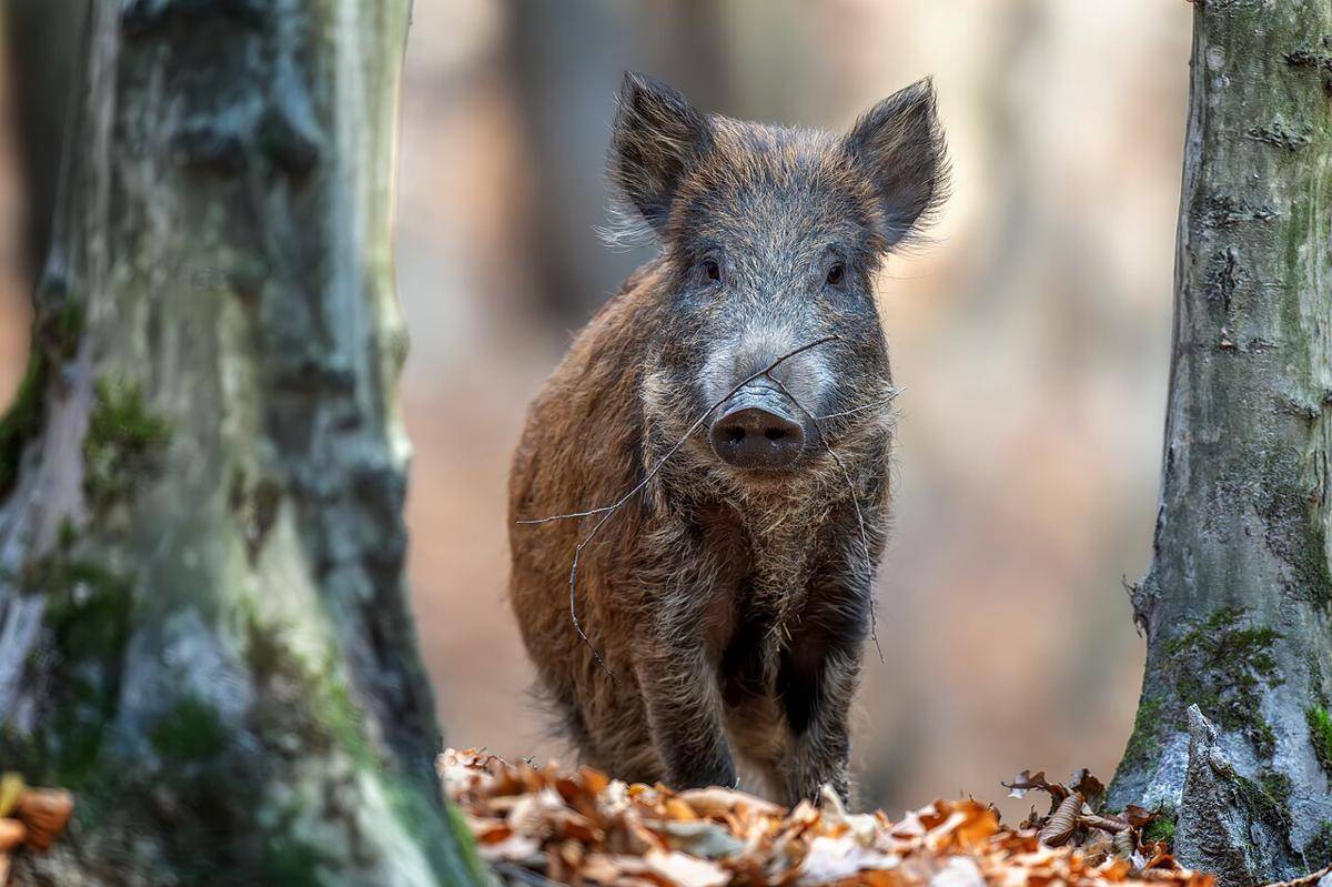 babi hutan (commons.wikimedia.org/Byrdyak)