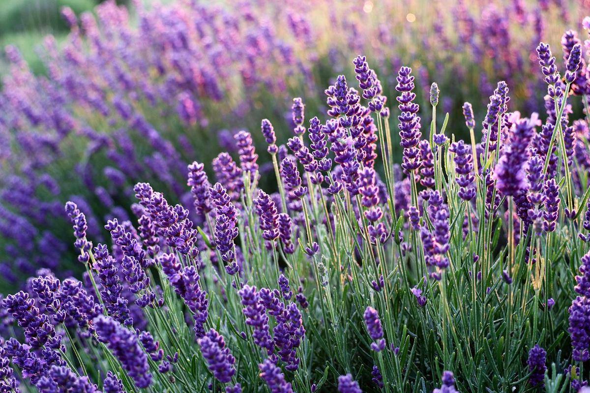 ilustrasi tanaman lavender (pixabay.com/Mouse23)