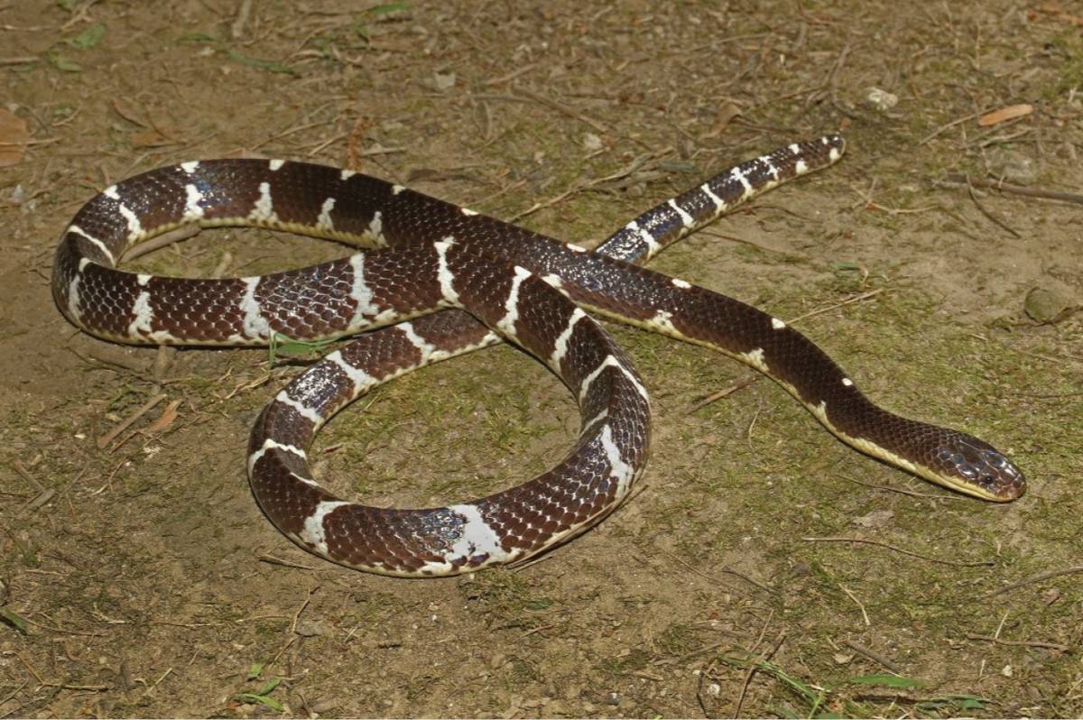 ular (commons.wikimedia.org/Chen Z-N, Shi S-C, Vogel G, Ding L, Shi J-S)