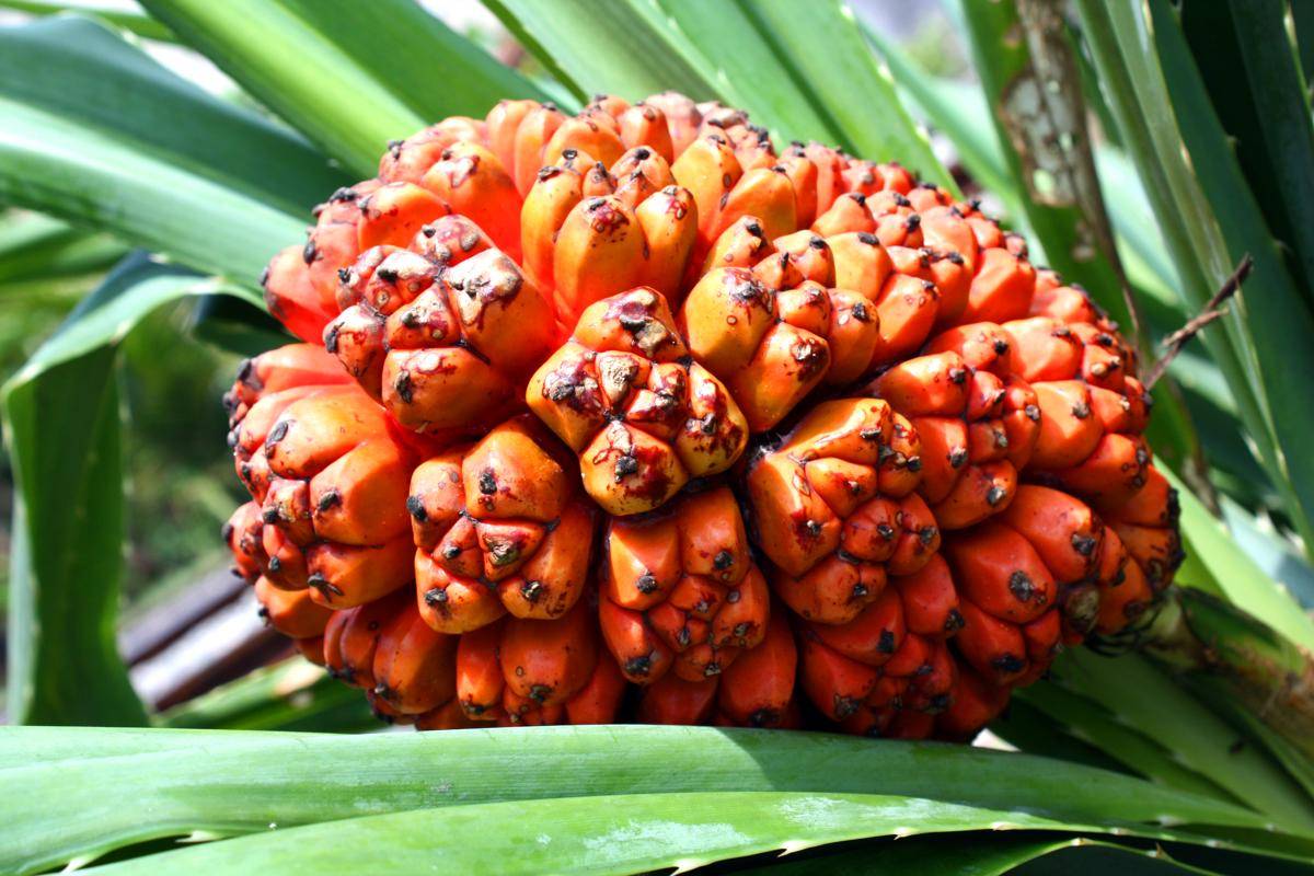 Buah Hala