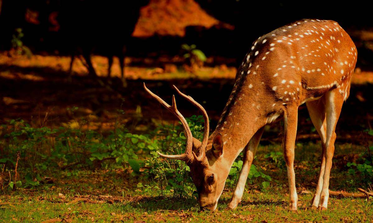 Rusa (pexels.com/bibhukalyan)