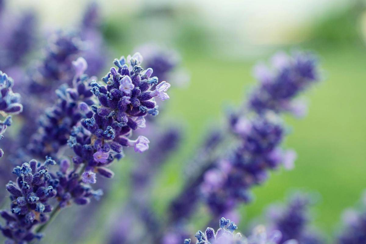 ilustrasi lavender