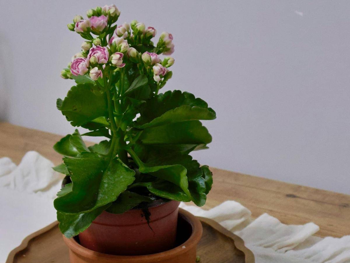 ilustrasi tanaman kalanchoe
