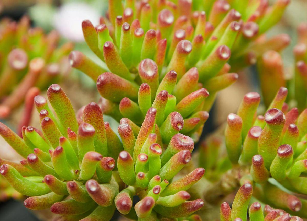 ilustrasi crassula ovata ‘gollum jade’ (pexels.com/Laker)