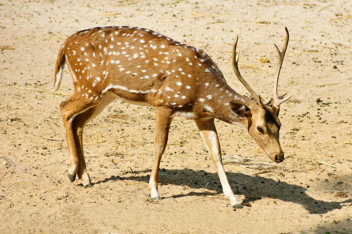 Rusa (pexels.com/lakshmikanth)