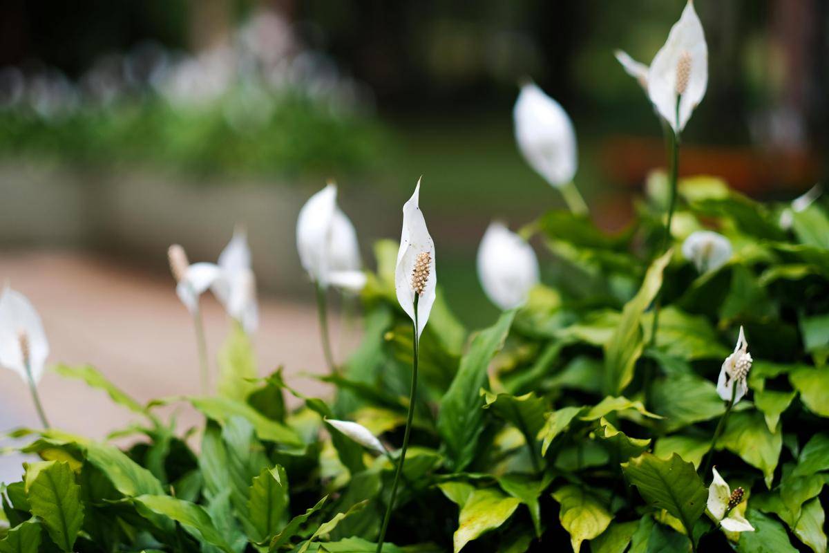 ilustrasi peace lily