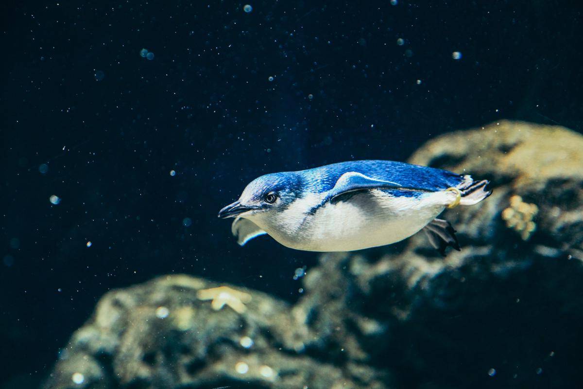 Penguin dan anjing laut