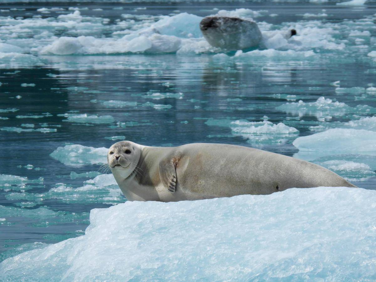 Penguin dan anjing laut