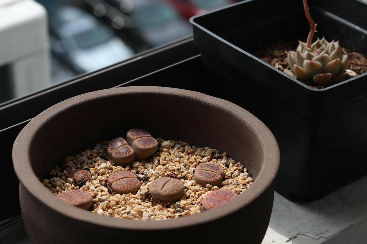 ilustrasi tanaman lithops (pexels.com/sasha wang)