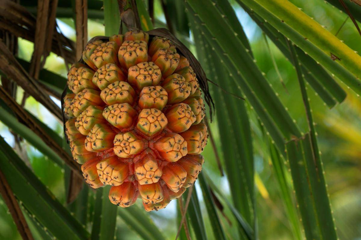 Buah Hala